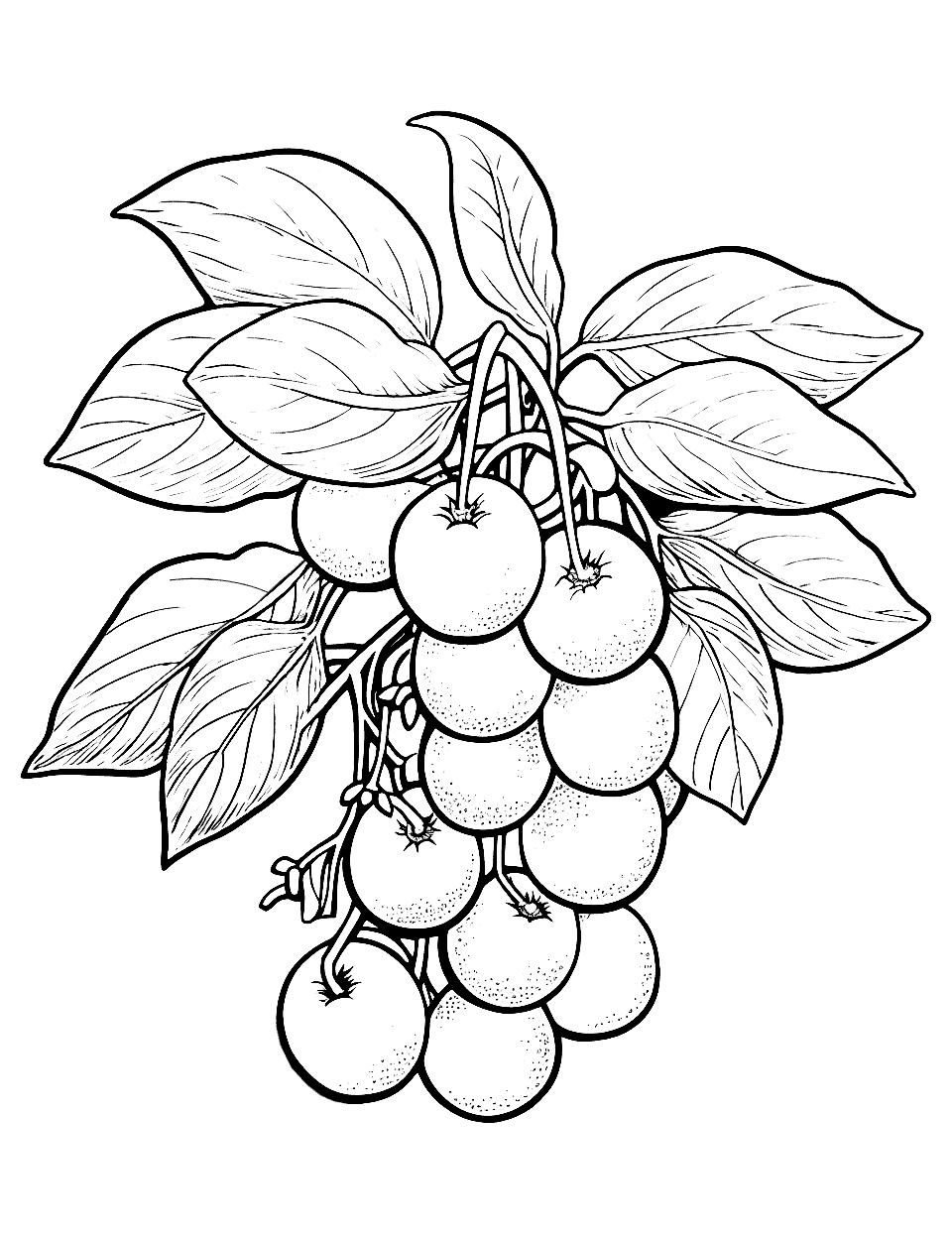 Blueberry Bush Fruit Coloring Page - A bush of fresh blueberries.