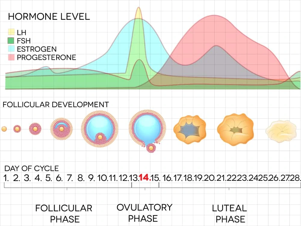 Menstrual Cycle Illustration